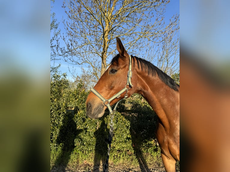 Hannoveraner Wallach 10 Jahre 178 cm Brauner in Seevetal