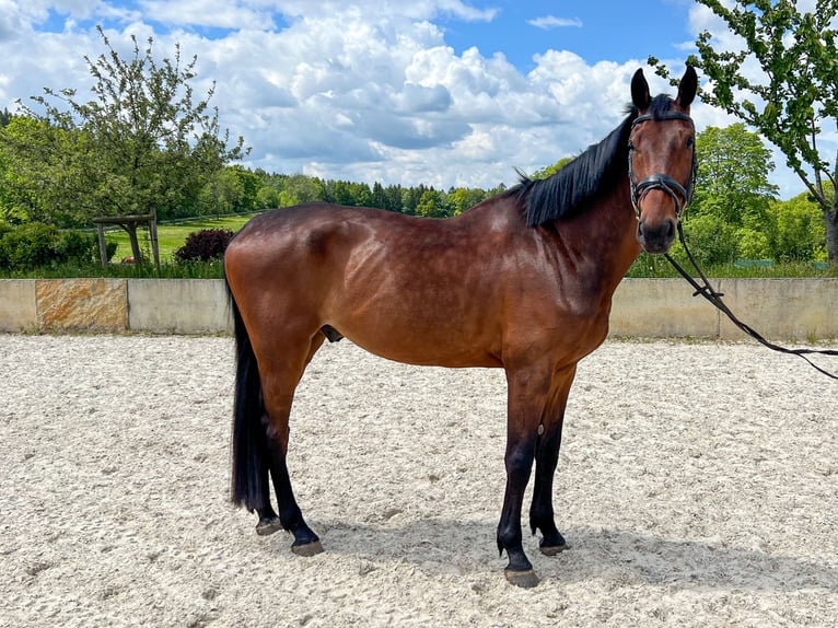 Hannoveraner Wallach 10 Jahre 178 cm Brauner in Oberfrauendorf