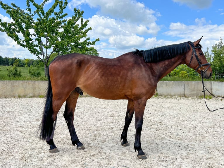 Hannoveraner Wallach 10 Jahre 178 cm Brauner in Oberfrauendorf