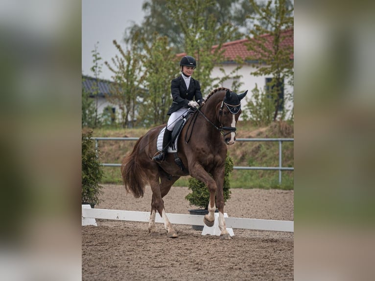 Hannoveraner Wallach 10 Jahre 178 cm Dunkelfuchs in Geiselhöring