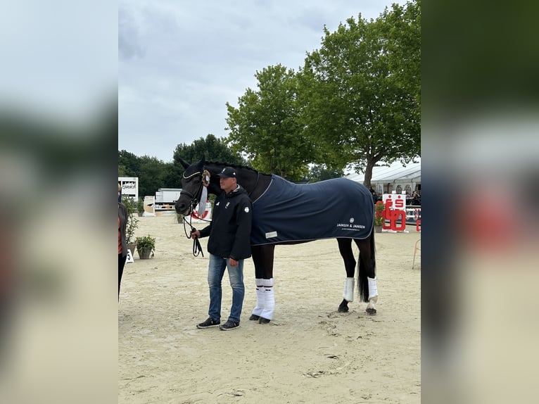 Hannoveraner Wallach 10 Jahre 178 cm Schwarzbrauner in Apelern