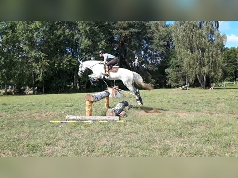 Hannoveraner Mix Wallach 10 Jahre 179 cm Fliegenschimmel in Micha&#x142;owice-Wie&#x15B;