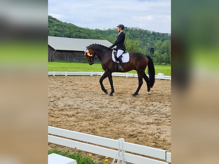 Hannoveraner Wallach 10 Jahre 180 cm Brauner in L&#xF6;rrach