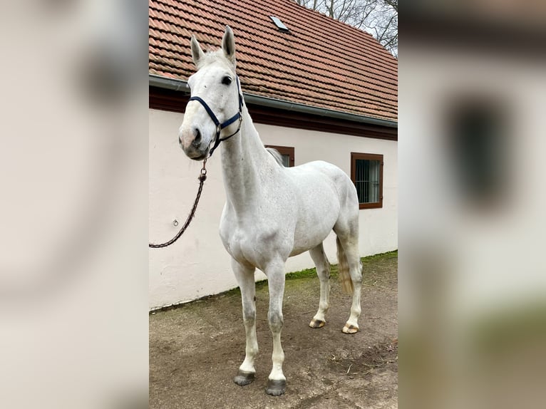 Hannoveraner Wallach 10 Jahre 180 cm in Bremen