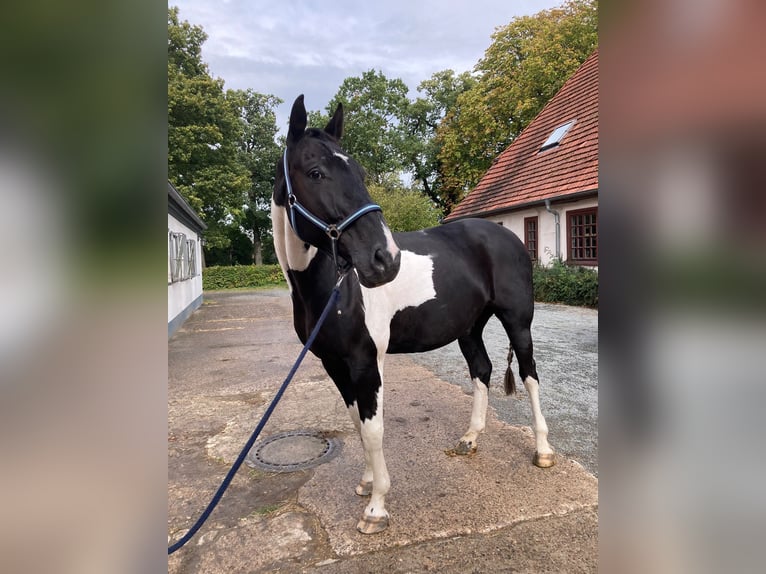Hannoveraner Wallach 10 Jahre 180 cm in Bremen