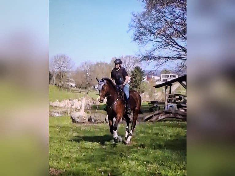 Hannoveraner Wallach 10 Jahre 182 cm Brauner in Gedern