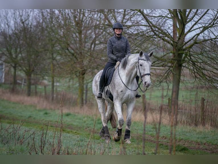 Hannoveraner Wallach 10 Jahre 184 cm  in Ladenburg