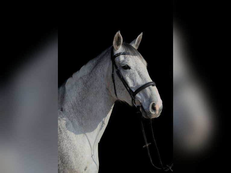 Hannoveraner Wallach 10 Jahre 184 cm Schimmel in Ladenburg