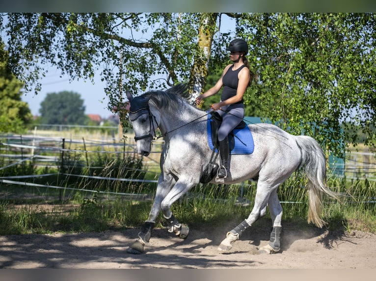 Hannoveraner Wallach 10 Jahre 184 cm Schimmel in Ladenburg
