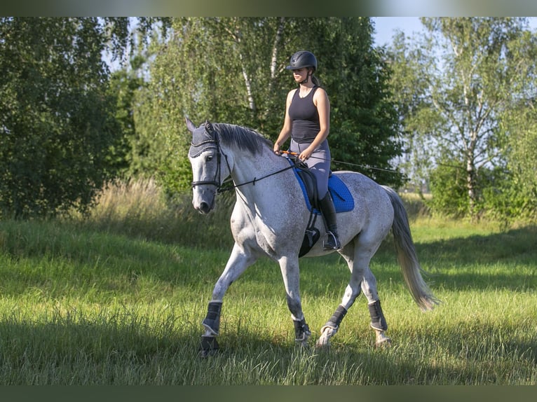 Hannoveraner Wallach 10 Jahre 184 cm Schimmel in Ladenburg