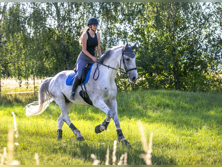 Hannoveraner Wallach 10 Jahre 184 cm Schimmel in Ladenburg