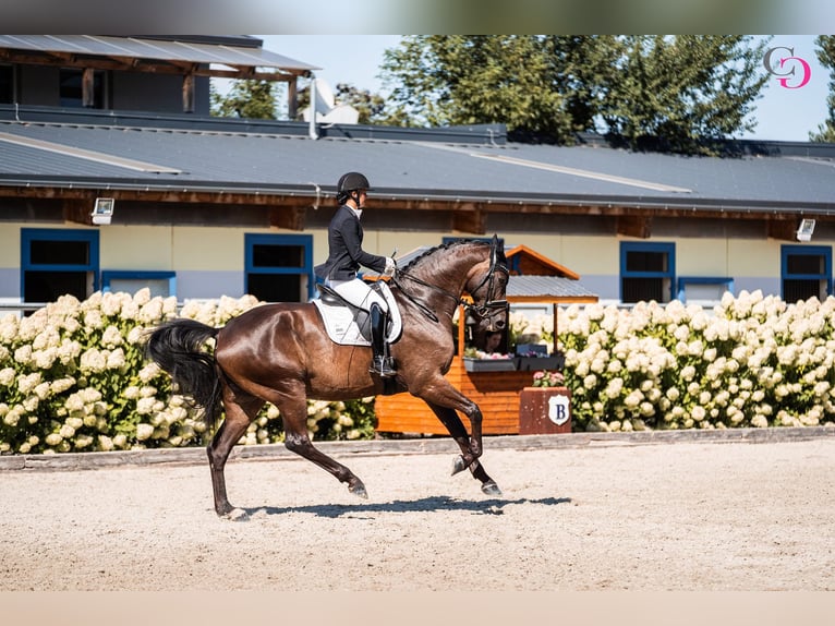 Hannoveraner Wallach 10 Jahre 185 cm  in Seyring