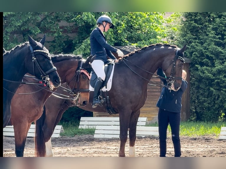 Hannoveraner Wallach 10 Jahre 185 cm Dunkelfuchs in Gernsheim