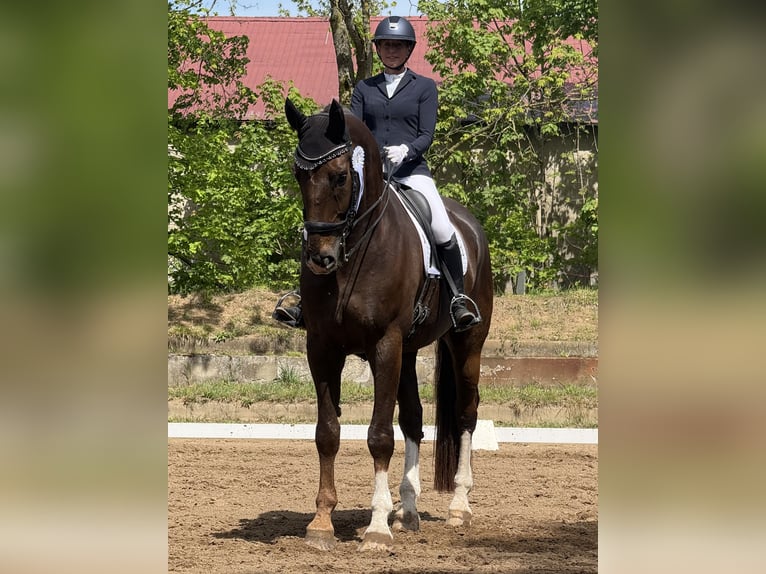 Hannoveraner Wallach 10 Jahre 185 cm Dunkelfuchs in Gernsheim