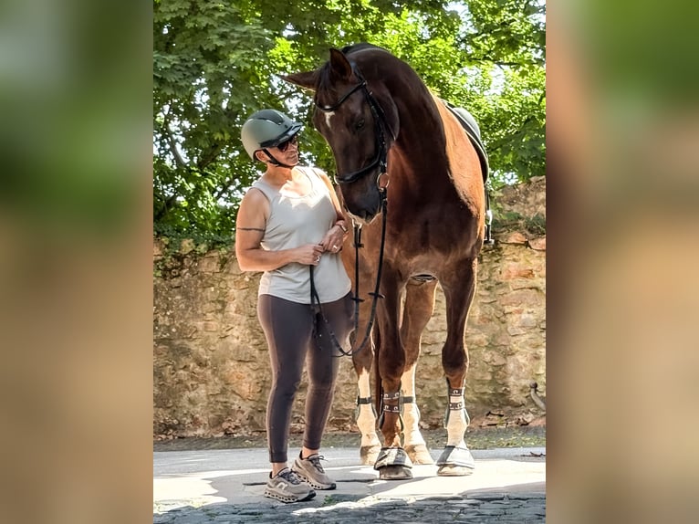 Hannoveraner Wallach 10 Jahre 185 cm Dunkelfuchs in Gernsheim