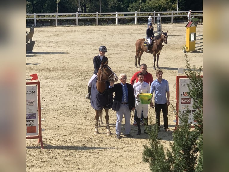 Hannoveraner Wallach 10 Jahre Brauner in Tainach