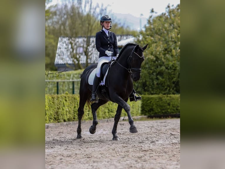 Hannoveraner Wallach 10 Jahre Schwarzbrauner in Chur