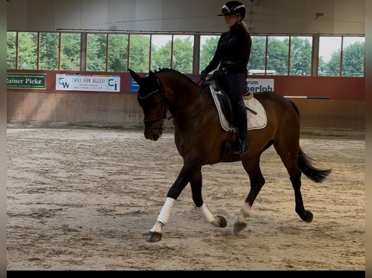 Hannoveraner Wallach 11 Jahre 160 cm Dunkelbrauner in Ennigerloh