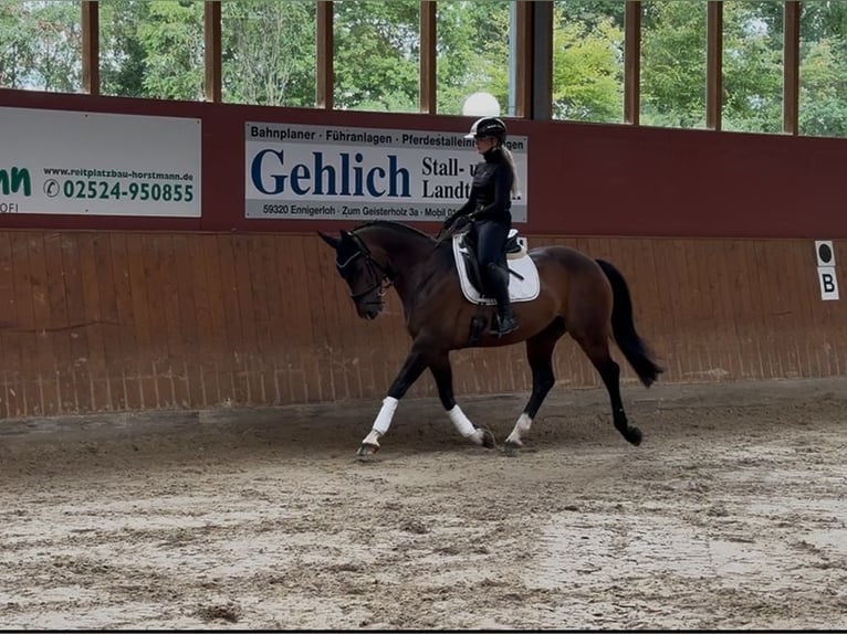 Hannoveraner Wallach 11 Jahre 160 cm Dunkelbrauner in Ennigerloh