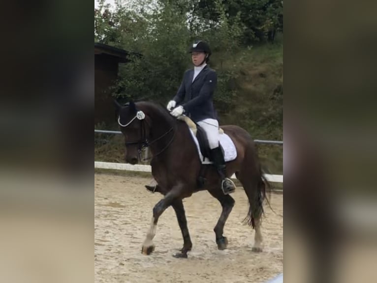 Hannoveraner Wallach 11 Jahre 162 cm Brauner in Dortmund