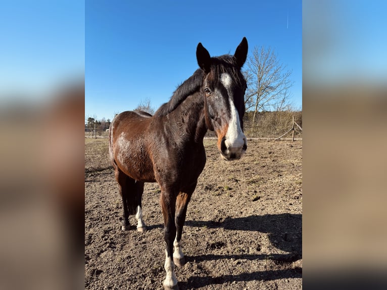Hannoveraner Wallach 11 Jahre 162 cm Brauner in Colbitz