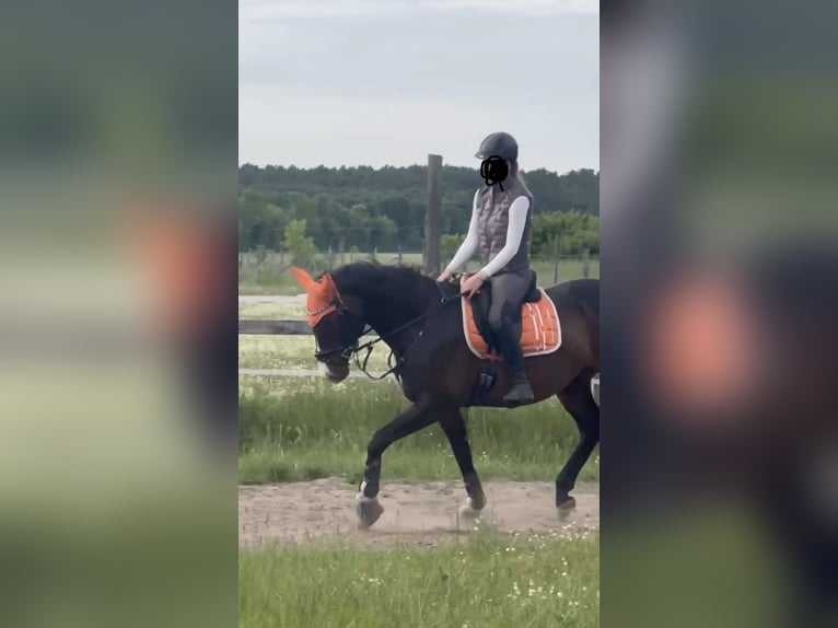 Hannoveraner Wallach 11 Jahre 162 cm Brauner in Colbitz