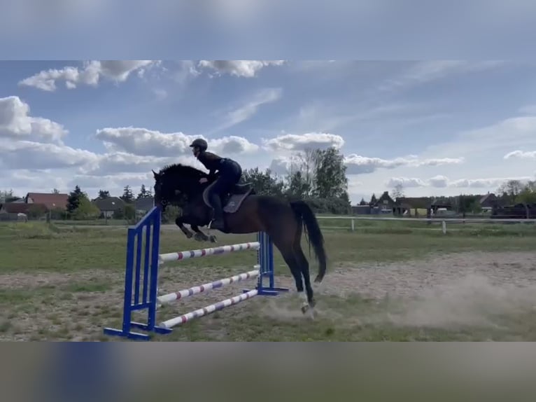 Hannoveraner Wallach 11 Jahre 162 cm Brauner in Colbitz