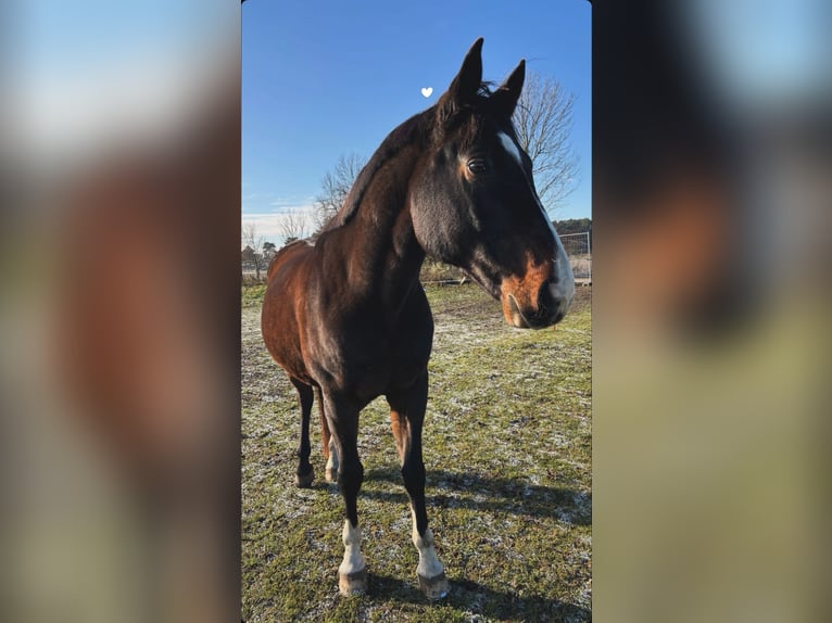 Hannoveraner Wallach 11 Jahre 164 cm Dunkelbrauner in Colbitz