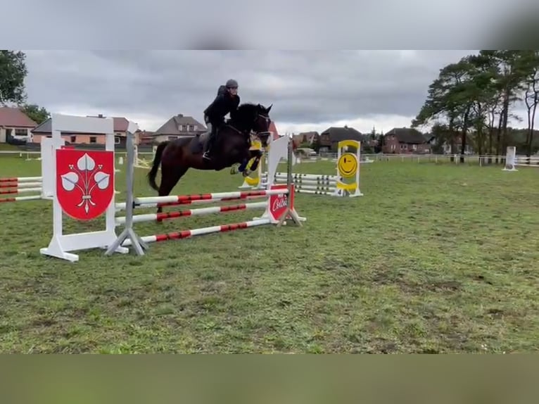 Hannoveraner Wallach 11 Jahre 164 cm Dunkelbrauner in Colbitz