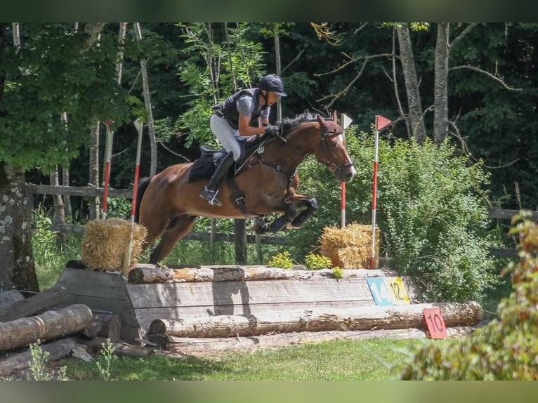 Hannoveraner Wallach 11 Jahre 165 cm Brauner in Gauting