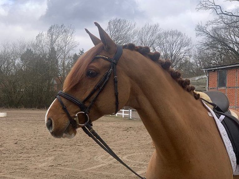 Hannoveraner Wallach 11 Jahre 165 cm Fuchs in Verden (Aller)