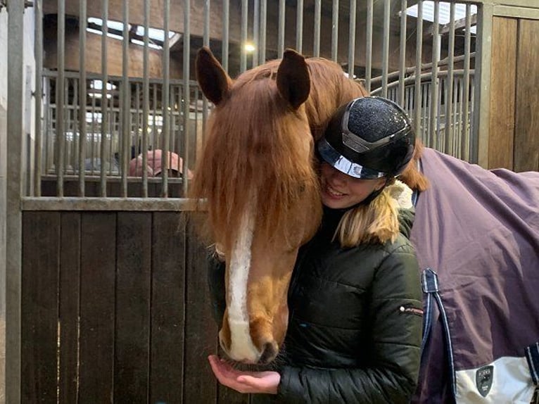 Hannoveraner Wallach 11 Jahre 165 cm Fuchs in Verden (Aller)