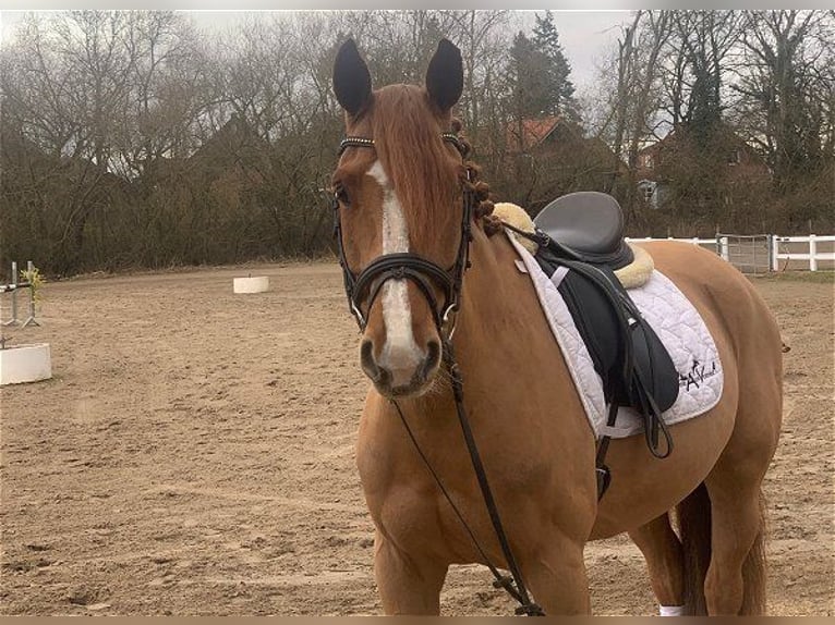 Hannoveraner Wallach 11 Jahre 165 cm Fuchs in Verden (Aller)