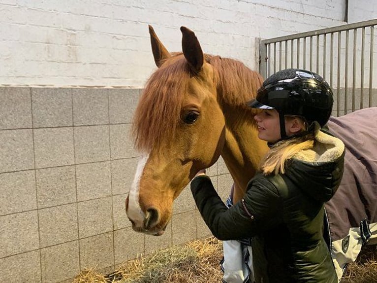 Hannoveraner Wallach 11 Jahre 165 cm Fuchs in Verden (Aller)