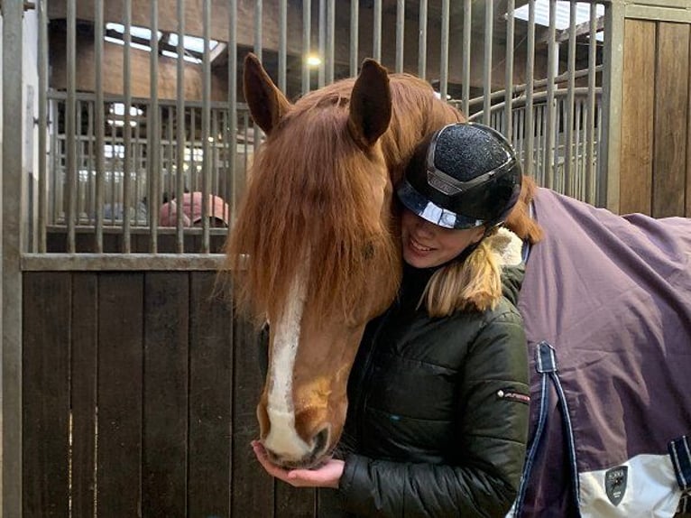 Hannoveraner Wallach 11 Jahre 165 cm Fuchs in Verden (Aller)