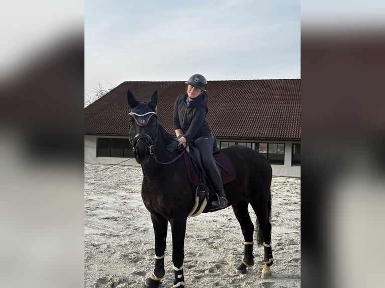 Hannoveraner Wallach 11 Jahre 165 cm Rappe in München