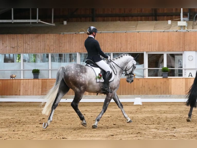 Hannoveraner Wallach 11 Jahre 165 cm Schimmel in Kamen