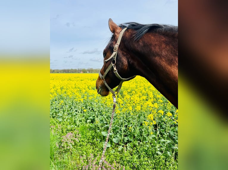 Hannoveraner Wallach 11 Jahre 167 cm Brauner in Winsen (Aller)