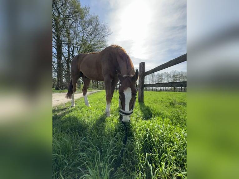 Hannoveraner Wallach 11 Jahre 167 cm Dunkelfuchs in Langenhagen