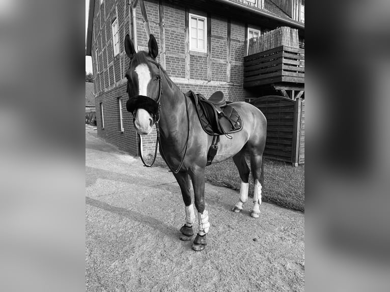 Hannoveraner Wallach 11 Jahre 167 cm Dunkelfuchs in Langenhagen