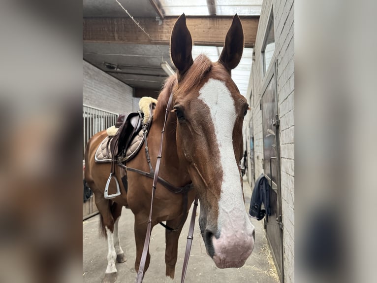 Hannoveraner Wallach 11 Jahre 167 cm Dunkelfuchs in Langenhagen