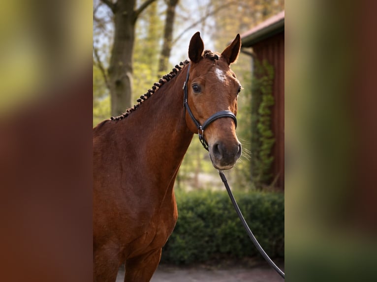 Hannoveraner Wallach 11 Jahre 167 cm Dunkelfuchs in Ottersberg