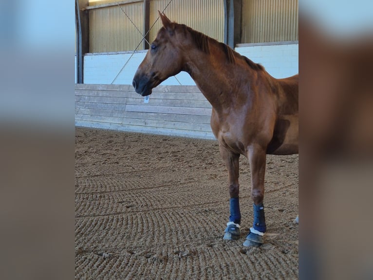Hannoveraner Wallach 11 Jahre 167 cm Fuchs in Hamwarde