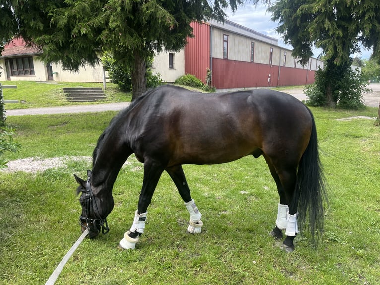 Hannoveraner Wallach 11 Jahre 167 cm Rappe in dury