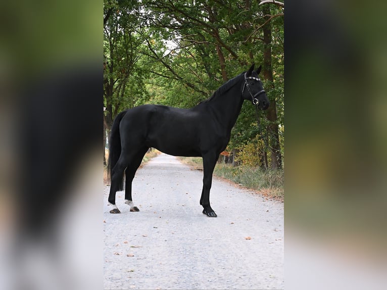 Hannoveraner Wallach 11 Jahre 167 cm Rappe in Osloß