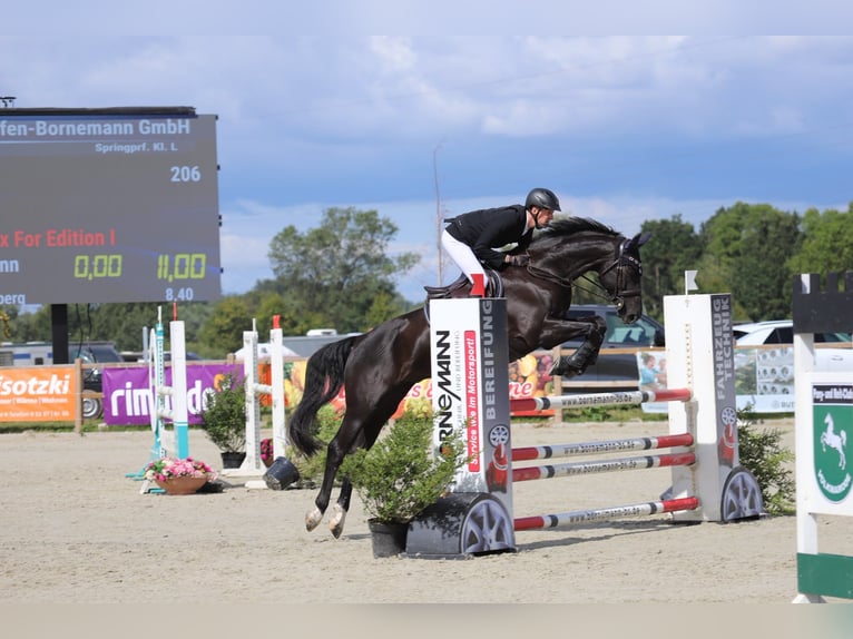Hannoveraner Wallach 11 Jahre 167 cm Rappe in Osloß