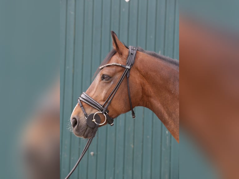 Hannoveraner Wallach 11 Jahre 168 cm Brauner in Hungen