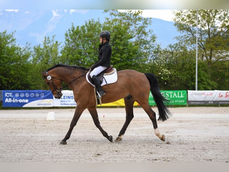 Hannoveraner Wallach 11 Jahre 168 cm Brauner in Dietikon