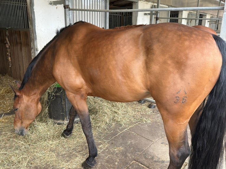 Hannoveraner Wallach 11 Jahre 168 cm Brauner in Dietikon