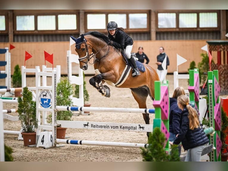 Hannoveraner Wallach 11 Jahre 168 cm Brauner in Dietikon